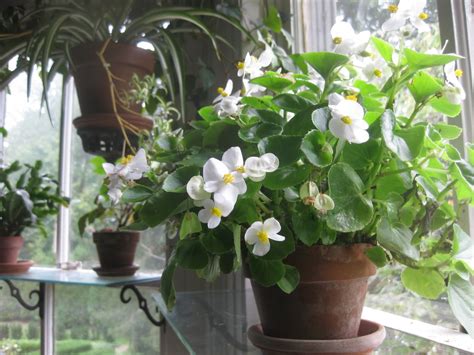 Growing Begonia Indoors : Begonia Plant Care Tips | Gardenoid