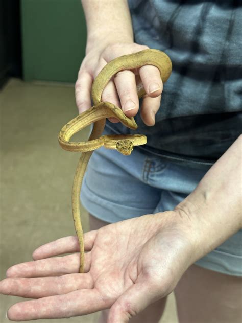 Amazon Tree Python 的图像结果