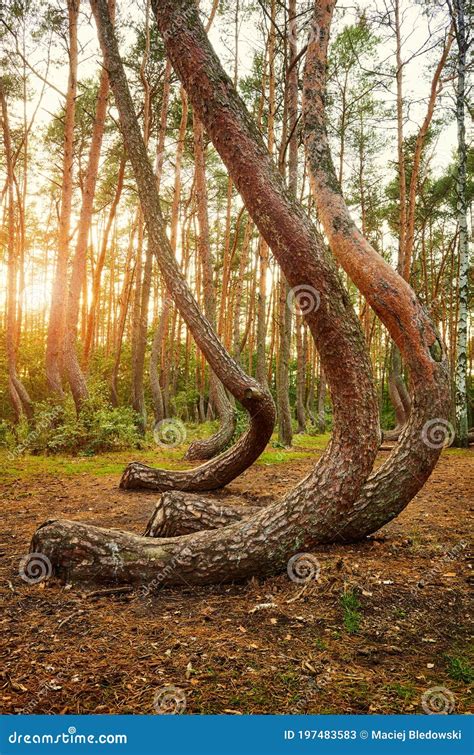 Bent Pine Trees In Crooked Forest Krzywy Las At Sunset, Poland Stock ...