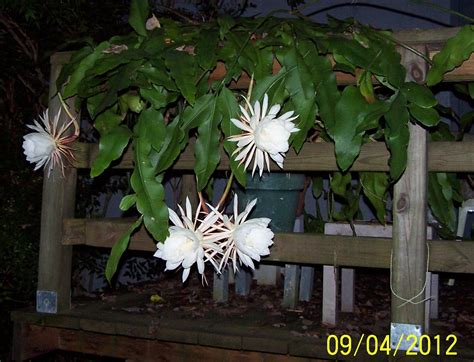 Jean the Plant Lady: Night-blooming Cereus