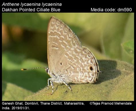 Anthene lycaenina | Butterfly