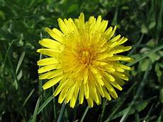 fiori di primavera nomi nomi e immagini di fiori di primavera 35 foto fiori di primavera nomi nomi e immagini di fiori di primavera 35 foto