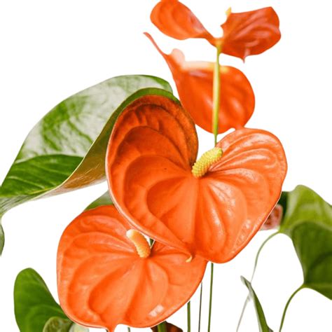 Buy Anthurium Plants Online - Red, Orange, White, Yellow, Candy Cane ...