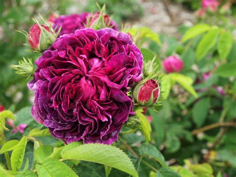 Five Purple Roses – Old Garden Roses – Fraser Valley Rose Farm