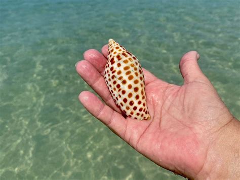 Image result for Where Is Shell Key Florida