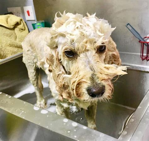 Image result for Cockapoo Puppy Bath