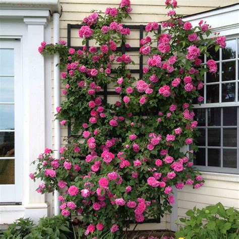 Zephirine Drouhin Thornless Bourbons Rose | Heirloom Roses