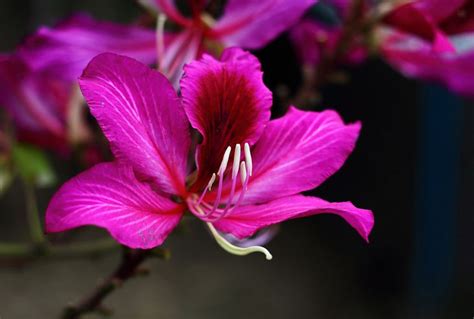 香港区花，紫荆花 — 给面小站