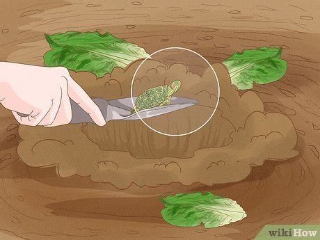 Image result for How to Catch Turtles