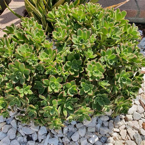 Aeonium Haworthii Kiwi