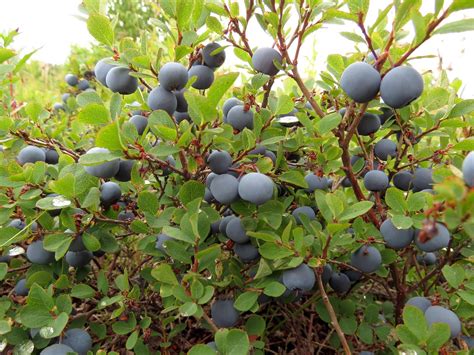 Wild Blueberries vs Blueberries – Puresia