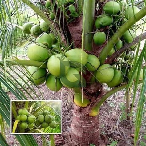 Malaysian Dwarf Coconut Hybrid Tree Live Plant – Malaysian Kullan Early ...
