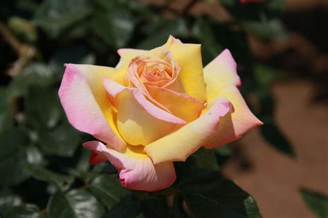 What Is The Difference Between A Bush Rose And A Hybrid Tea Rose at ...