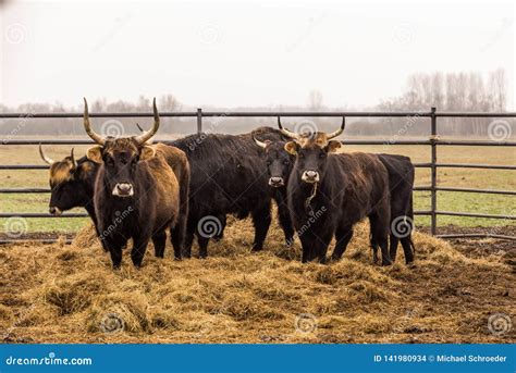 Heck Cattle, Cow and Bulls on Wintry Pasture with Open Stablel Stock ...