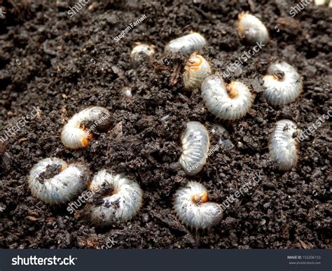 Close Up Of White Grubs Burrowing Into The Soil. The Larva Of A Chafer ...