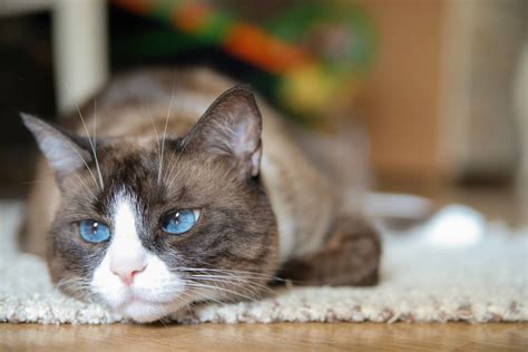 What Is Ataxia in Cats? Causes & Treatment (Vet Answer) - Catster