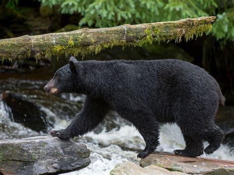 Prime Video: I Was Prey - Season 1
