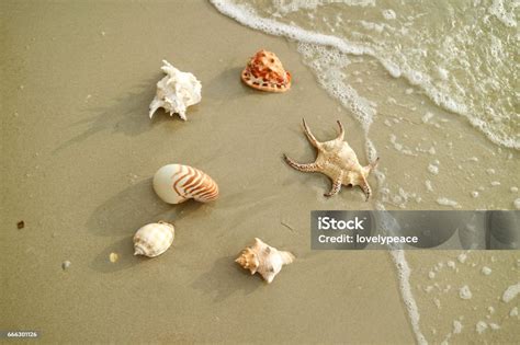 Beach Sea Shells 的图像结果