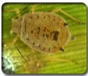 Expert System for Sugarcane