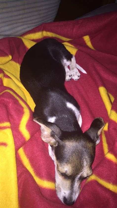 My puppy who is about 5 months threw up at 3 am and hasn’t thrown up ...