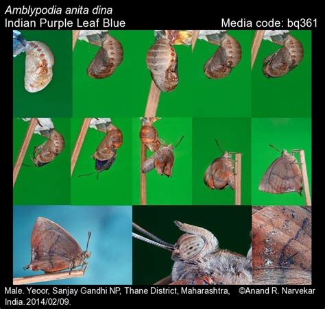 Amblypodia anita | Butterfly