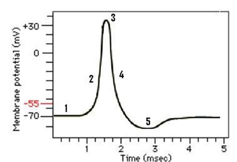 Action Potential Graph 的图像结果