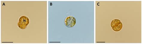 First Report of the Dinoflagellate Genus Effrenium in the East Sea of ...
