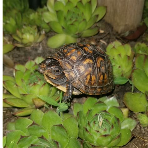 Image result for Different Types of Box Turtle