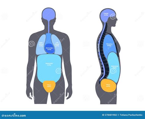 Body cavities poster stock vector. Illustration of tissue - 278481902