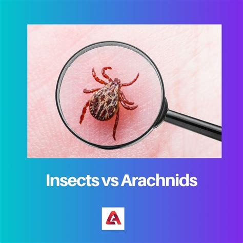Insects vs Arachnids: Difference and Comparison