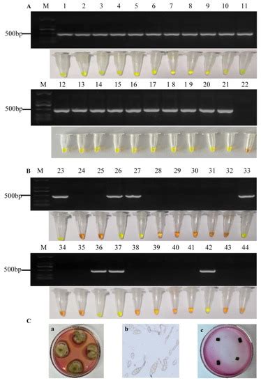 Loop-Mediated Isothermal Amplification (LAMP) for the Rapid and ...