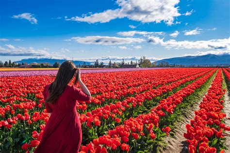 Tulips in Washington: Everything You Need to Know about the Skagit ...