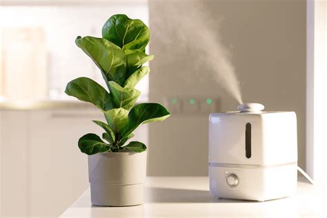 Image result for Benefits of Humidifiers