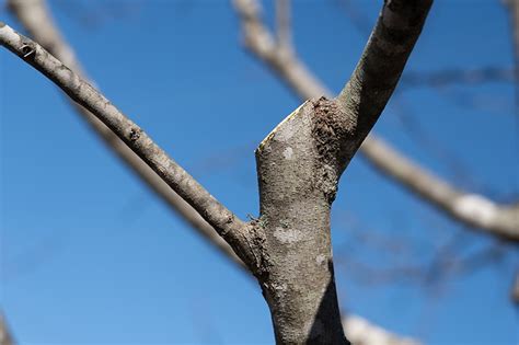Image result for Step Cut Pruning