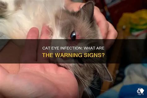 Cat Eye Infection: What Are The Warning Signs? | PetShun