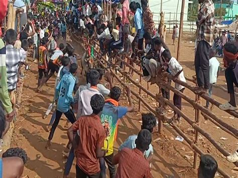 A Bajaj Pulsar at stake: Over 350 bulls draw 4,000 to Tirupattur arena