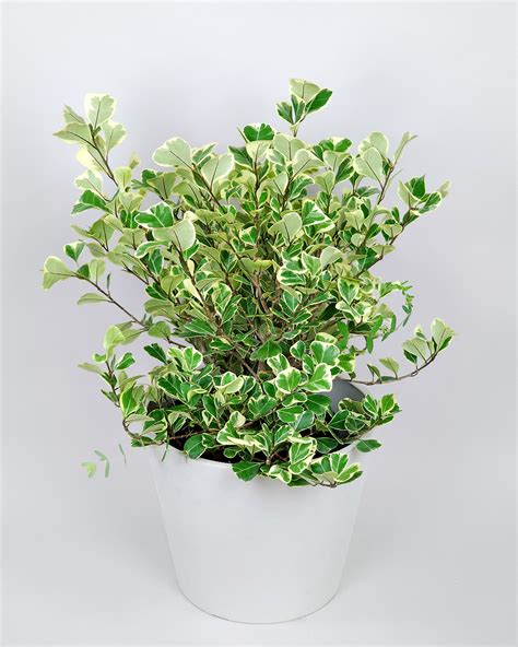 Image result for Ficus Triangularis Variegata