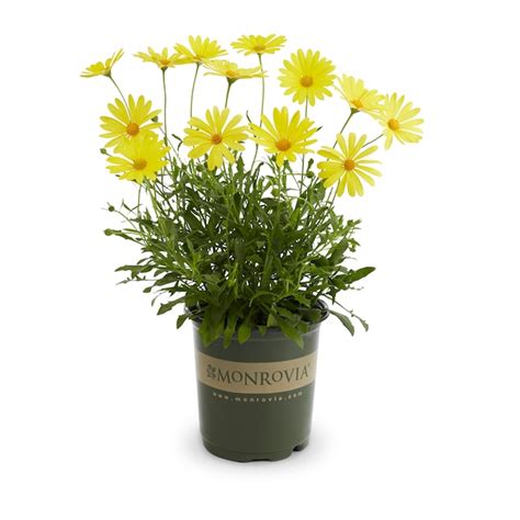 Monrovia Multicolor African Daisy in 2.5-Quart Pot 192083 at Lowes.com
