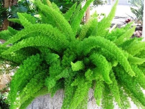 Hanging Fern Care Guide – Where Do Hanging Ferns Grow Best