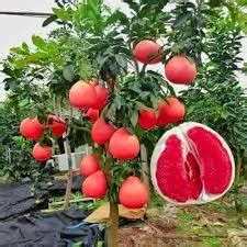 spick and span foundation,Thai Red Pomelo/Batabi Lebu/Citrus Maxima ...
