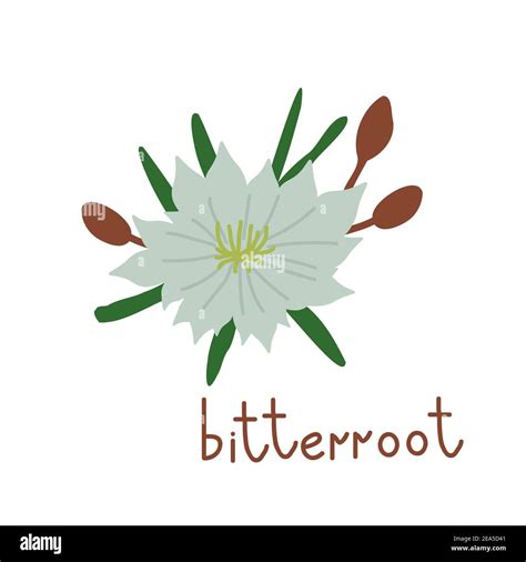 Montana state flower hi-res stock photography and images - Alamy