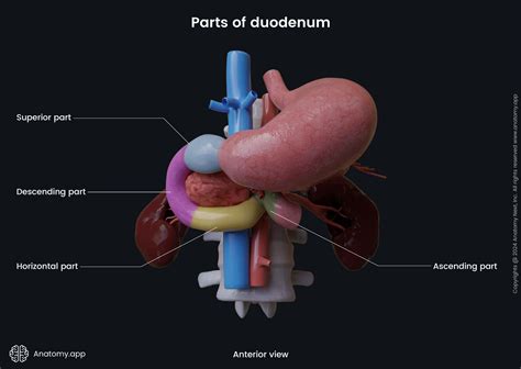Duodenum | Anatomy.app