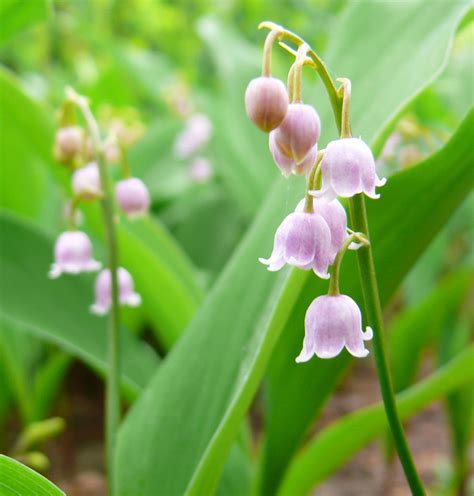 May’s Birthflower: The Lily of the Valley – Avas Flowers