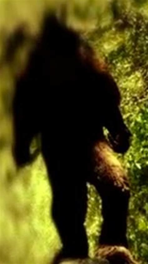 Image result for Bigfoot Found Alive