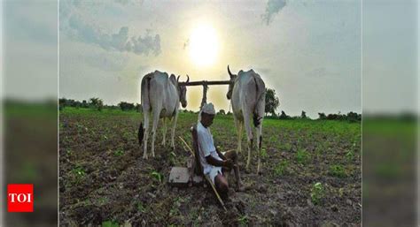 Number of farmers in Gujarat has risen by 4 lakh since 2011 | Ahmedabad ...