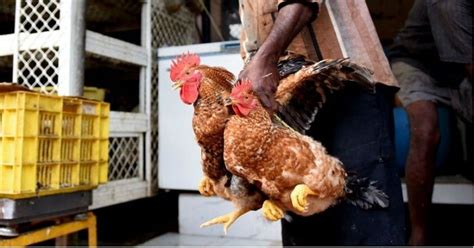 Antibiotics For Critically Ill Patients Now In Your Favourite Chicken Dish!