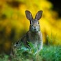 Image result for Cute Rabbit Name Events