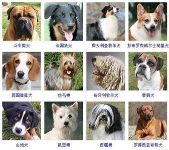 大型犬名字品种,100多种名犬排行,大型犬品种大全(第10页)_大山谷图库