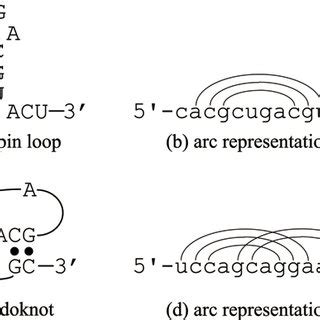 RNA Loop 的图像结果