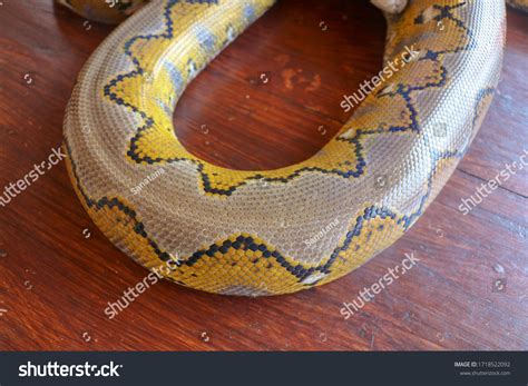 Image result for Big Yellow Snake Python
